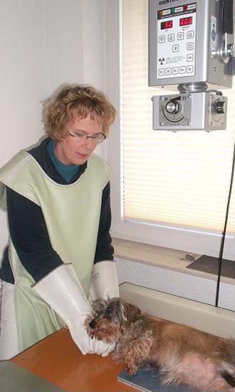 Tierärztin mit Röntgenschürze bei der Untersuchung eines Hundes