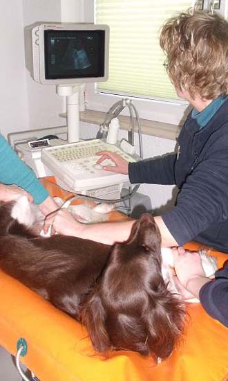 Ultraschalluntersuchung eines Hundes